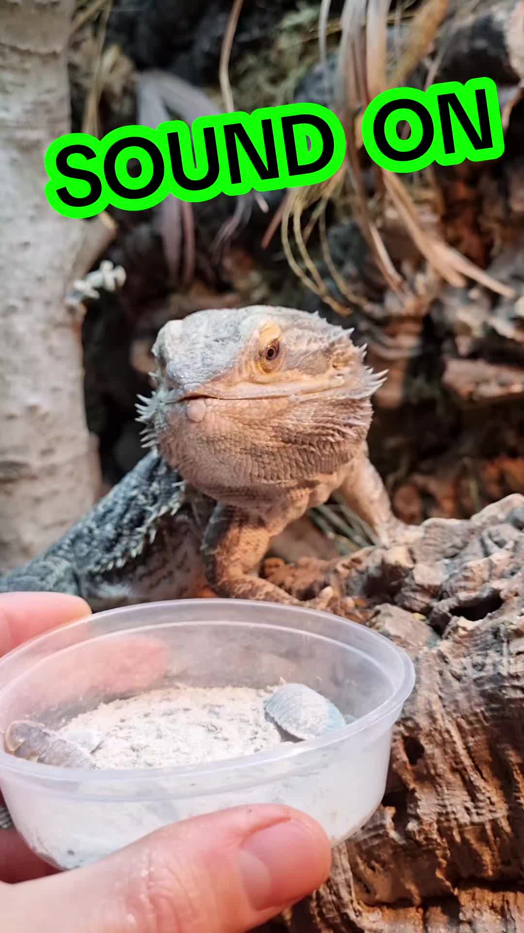 @Rockin' Reptiles Bristol