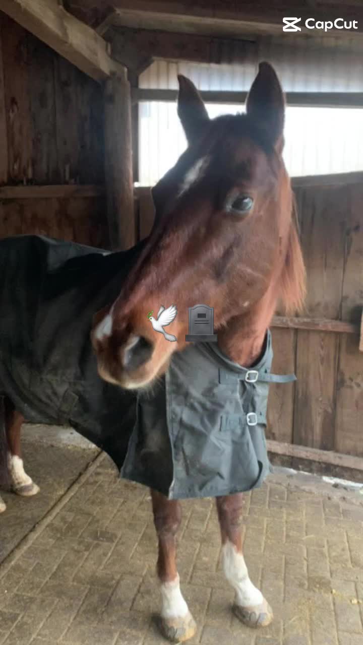 @🐴sophie🐴