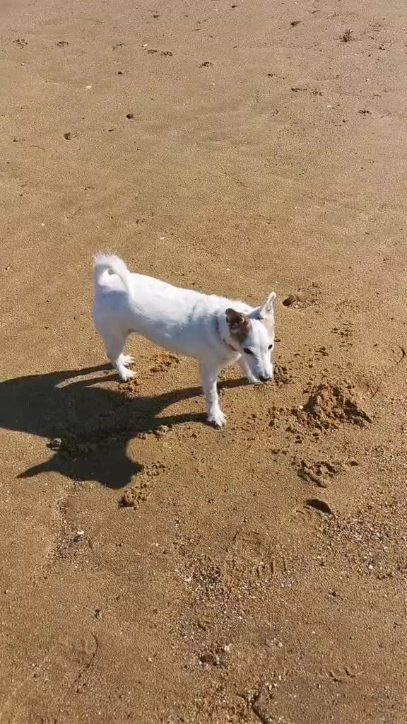 @#genxandherpets