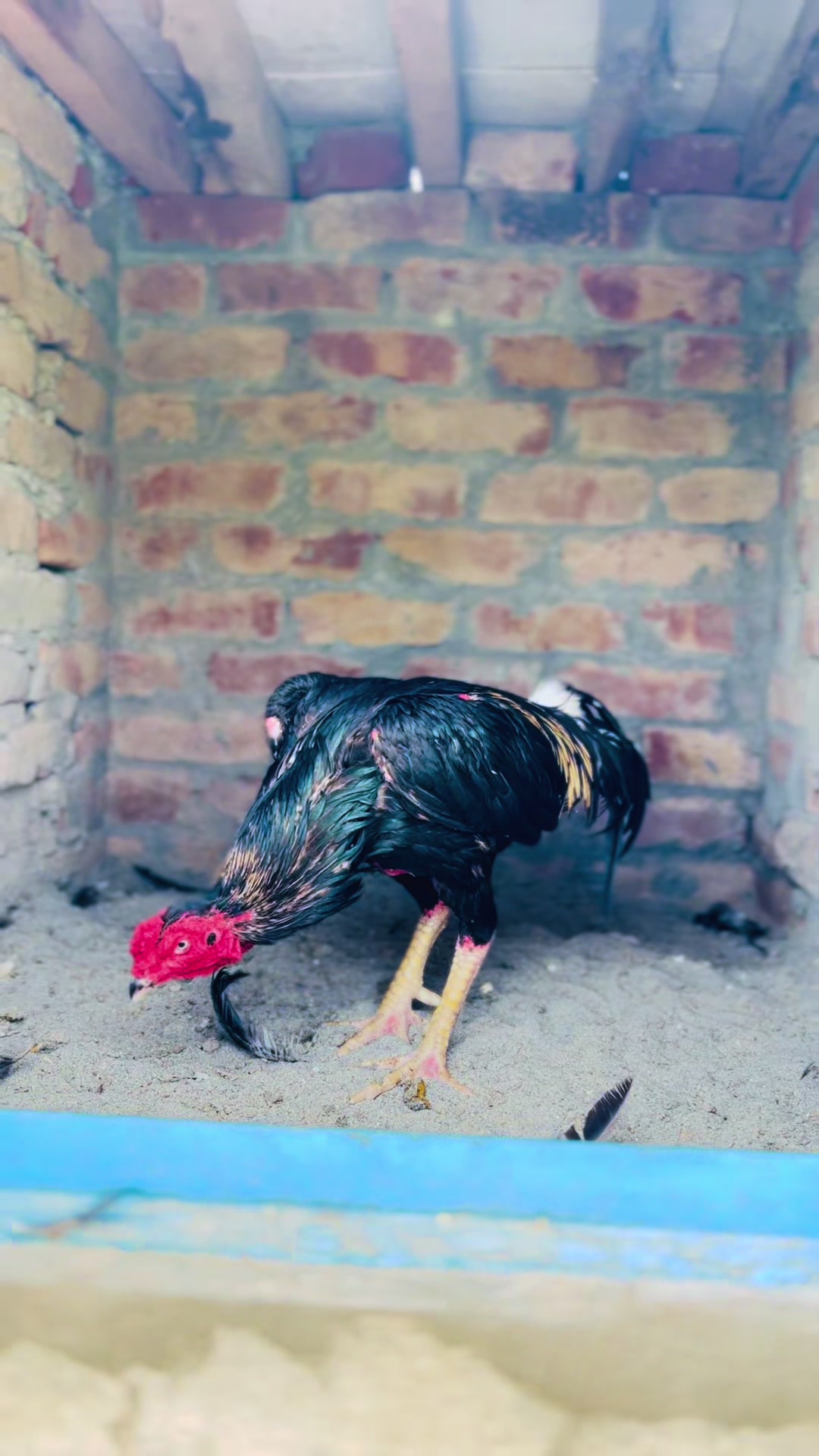 @Aseel 🐓