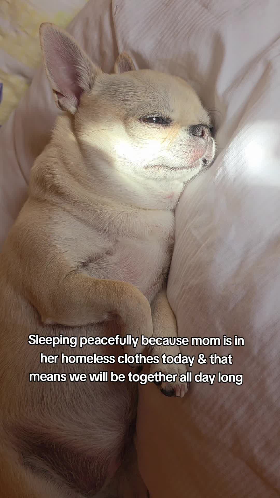 @Camila, a Chihuahua