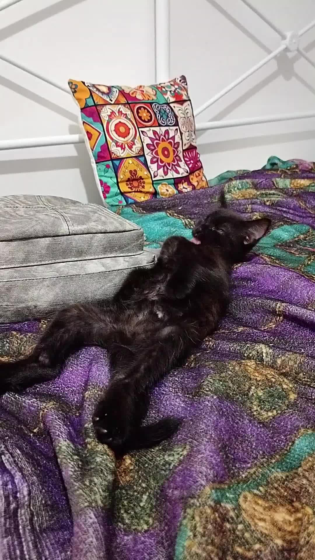 @MicroCat🐈⬛Kaya🐈⬛🩷💎