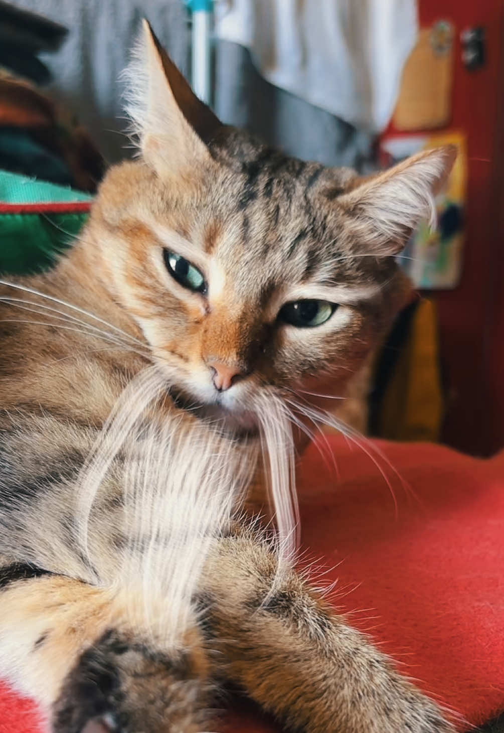 @Life with Kokoro the cat