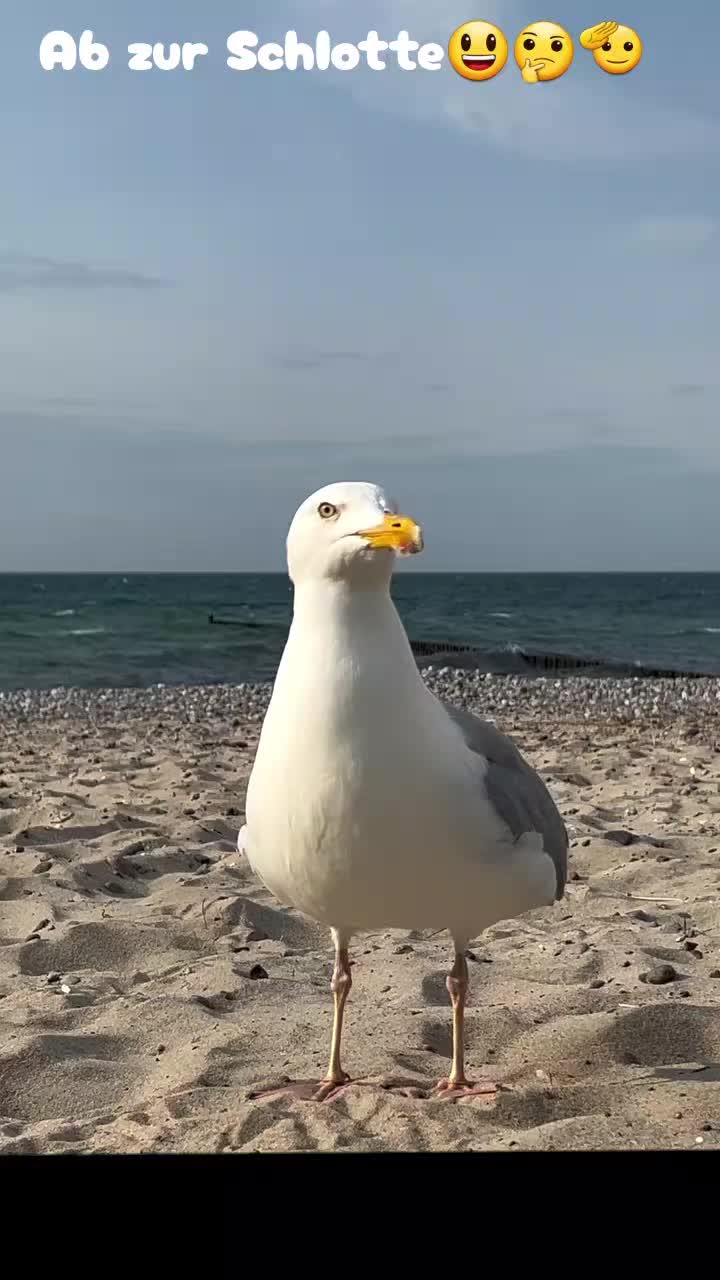 @♘☜  𝔱卄𝔬𝓶คᔕ  😎🐼