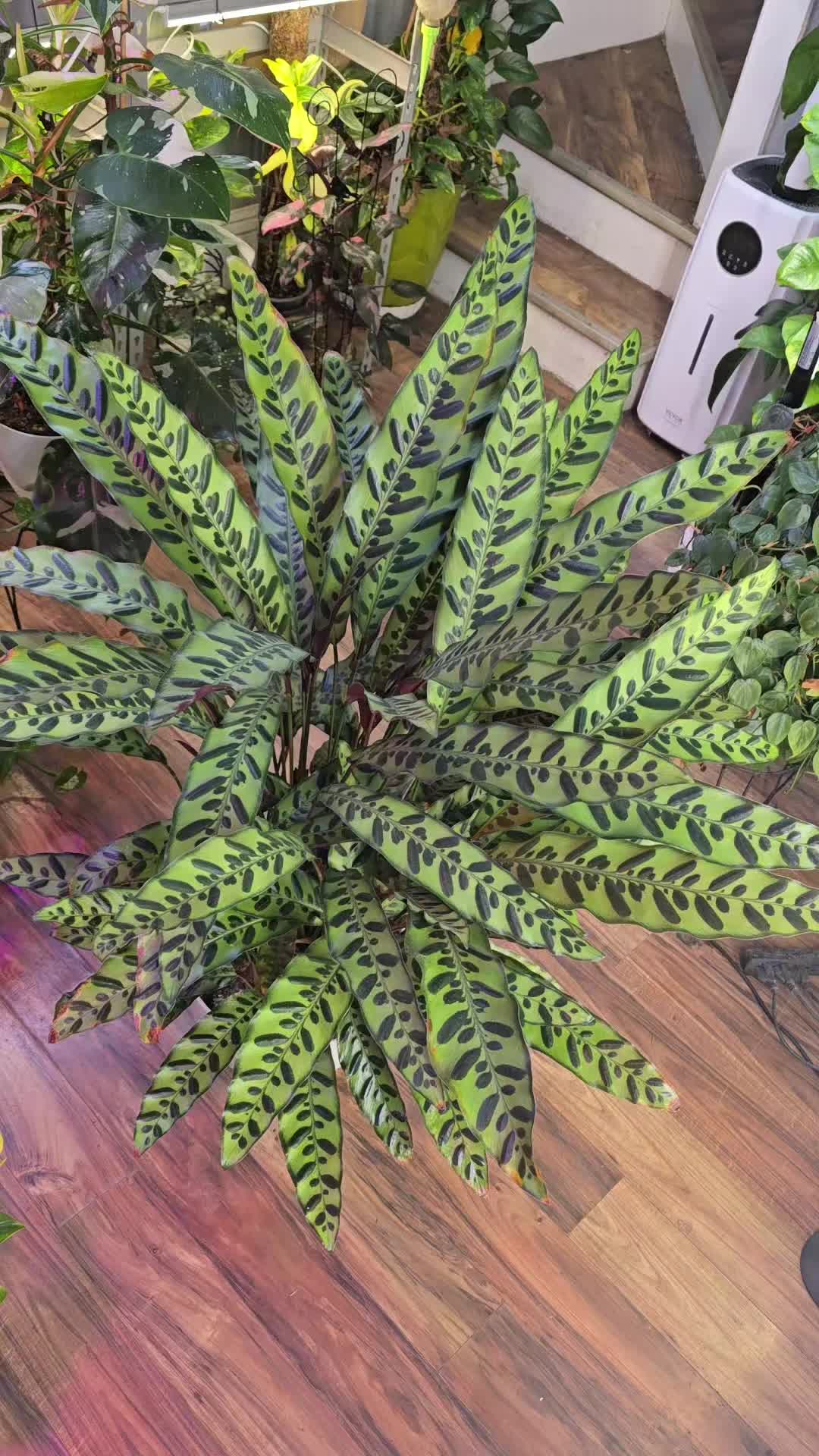 @JT - BigEGOPlants