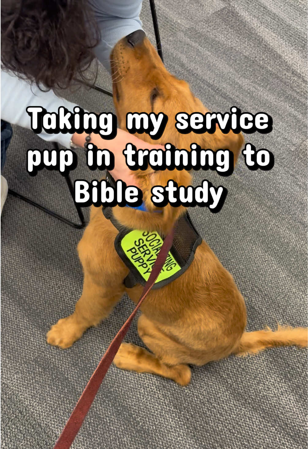 @potsiewithdogs