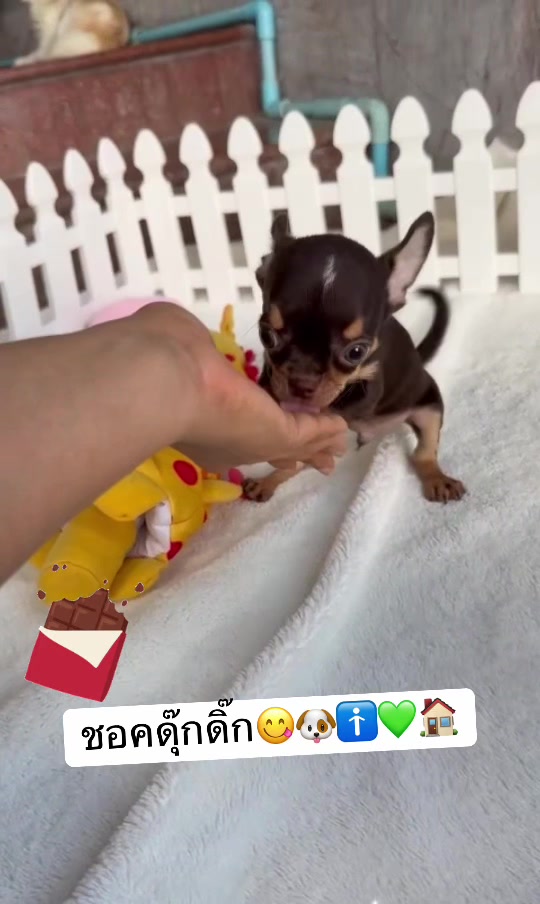 @Fb:Woww chihuahua