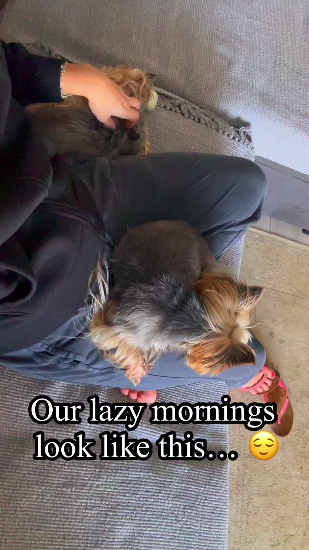 @✨Baryk & Bruno - Yorkies 🌍!