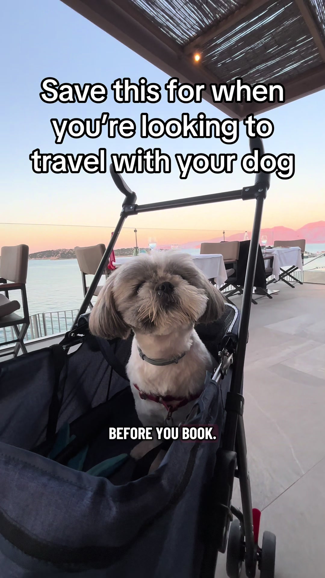 @Daisy | The Dog Travel App