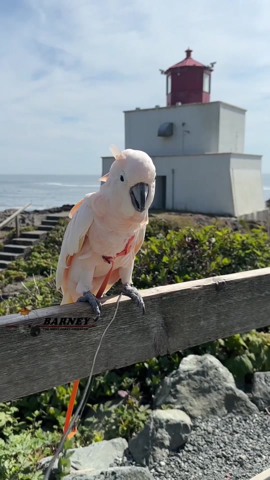 @Barney the West Coast Cockatoo