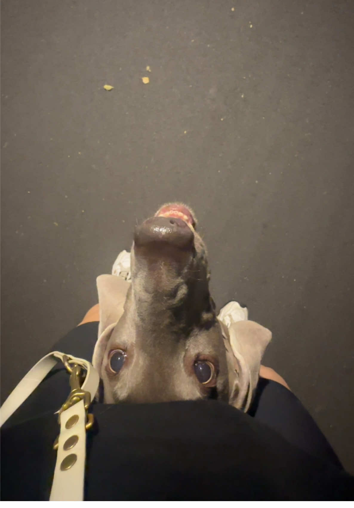 @lola | ig: heydoggyblog