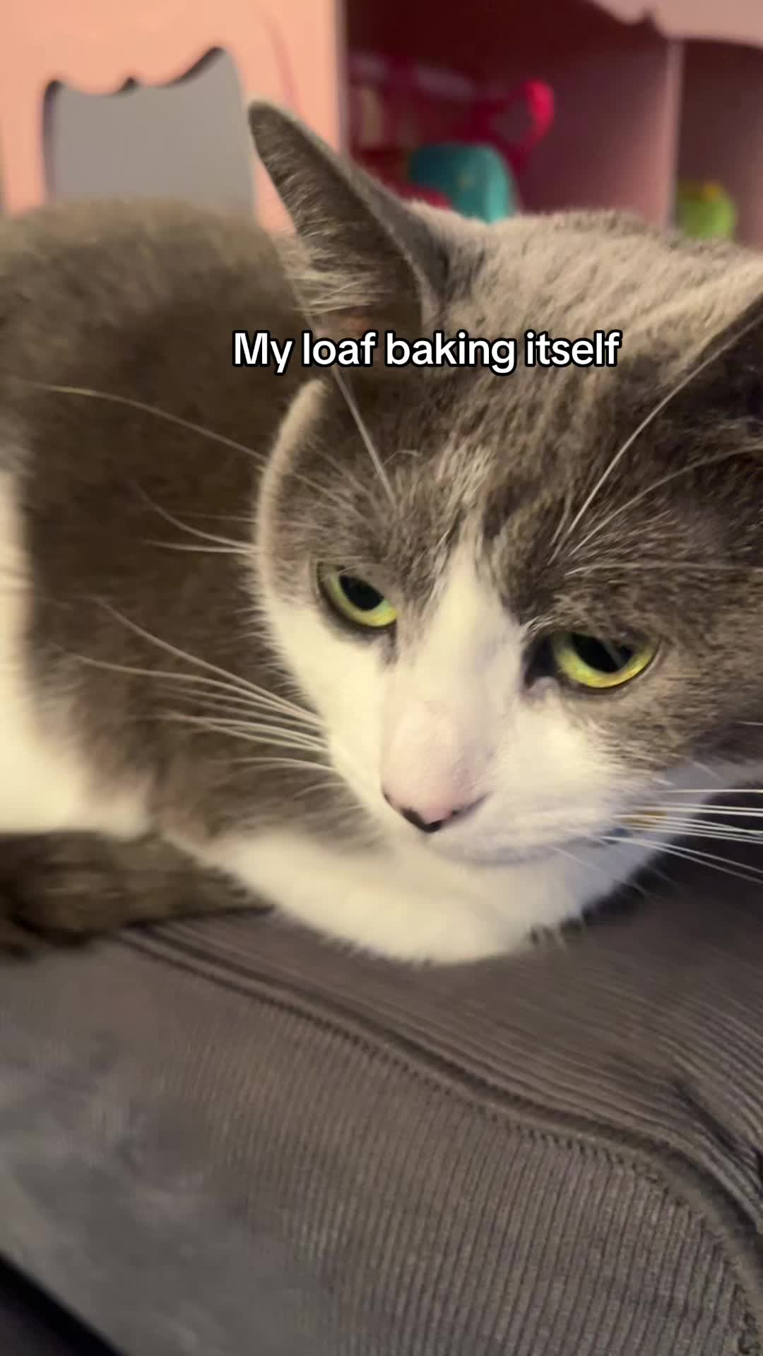 @kittywhiteo