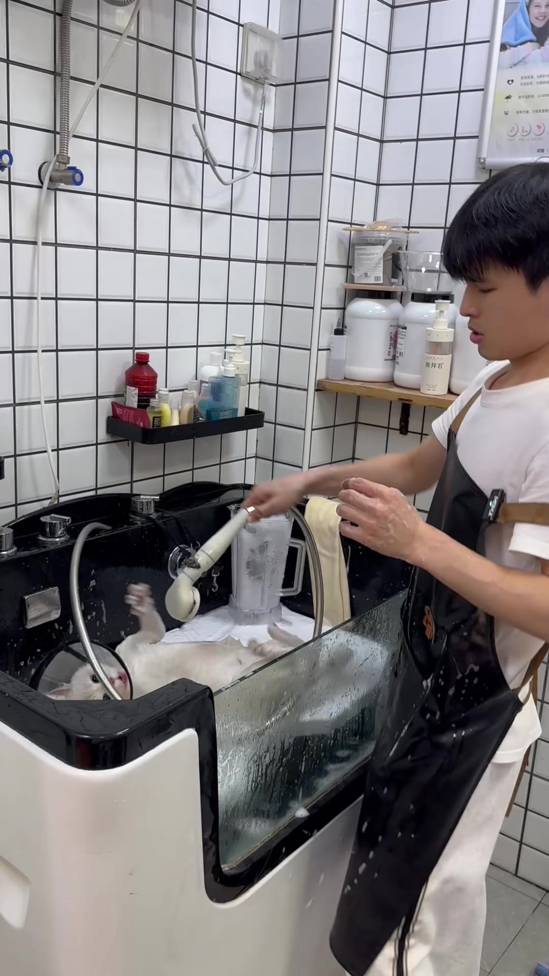 @washing.cats
