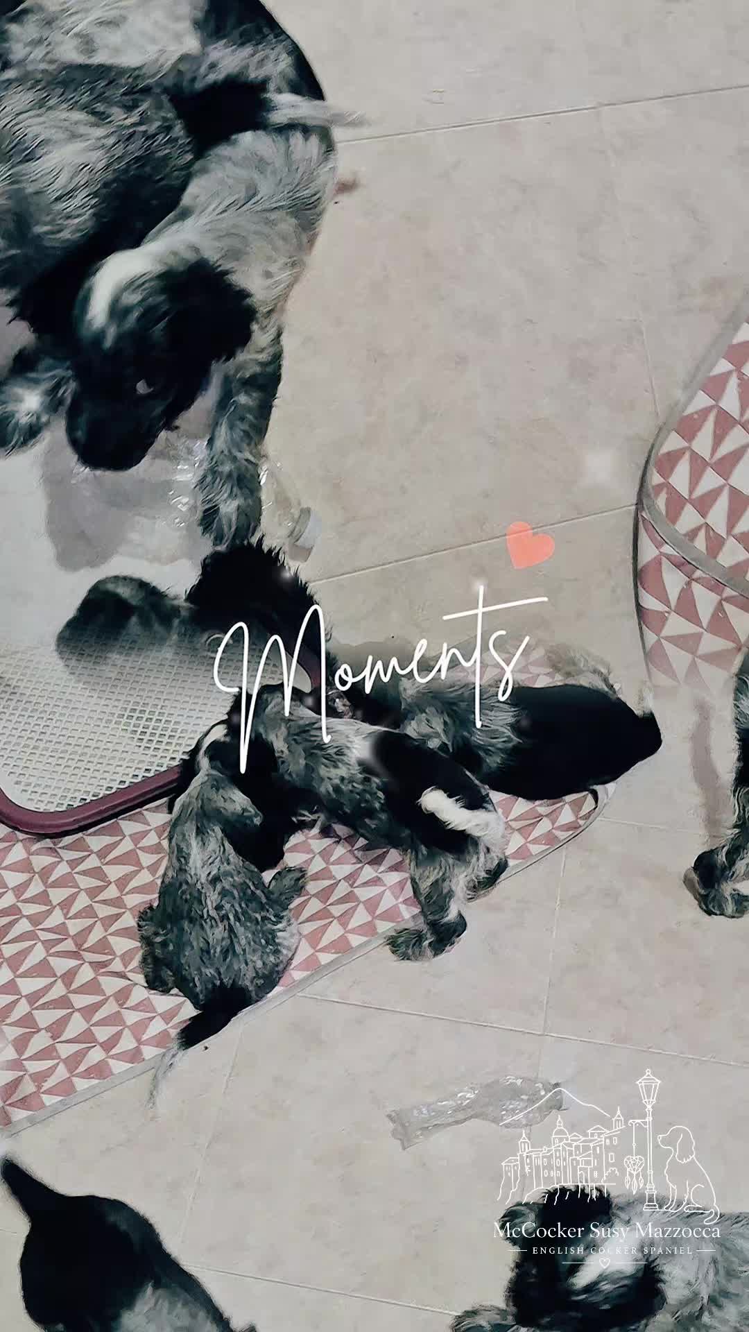 @McCocker EnglishCockerSpaniel