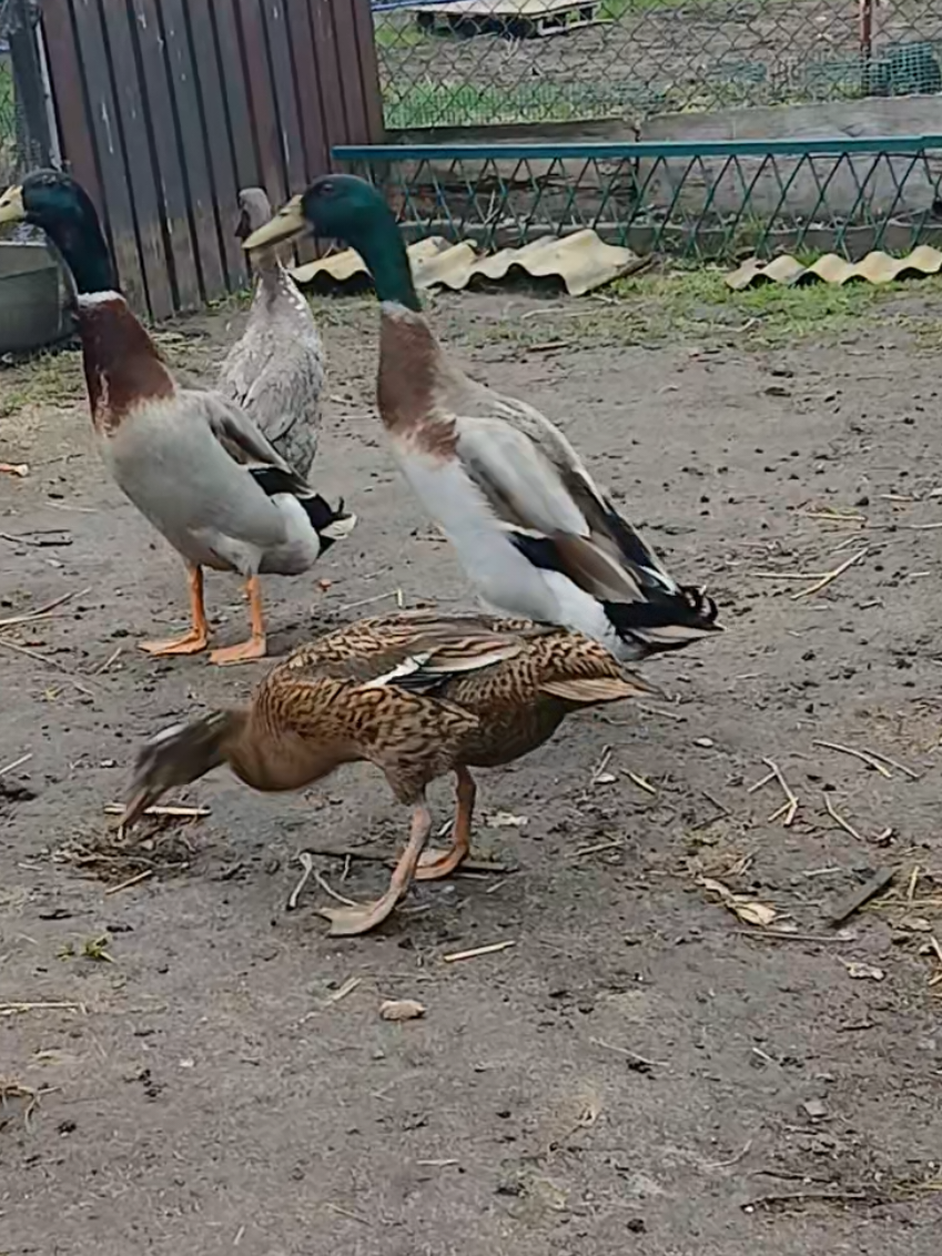 @Kaczogr&oacute;d u Milki🦆🦆🦆🦆