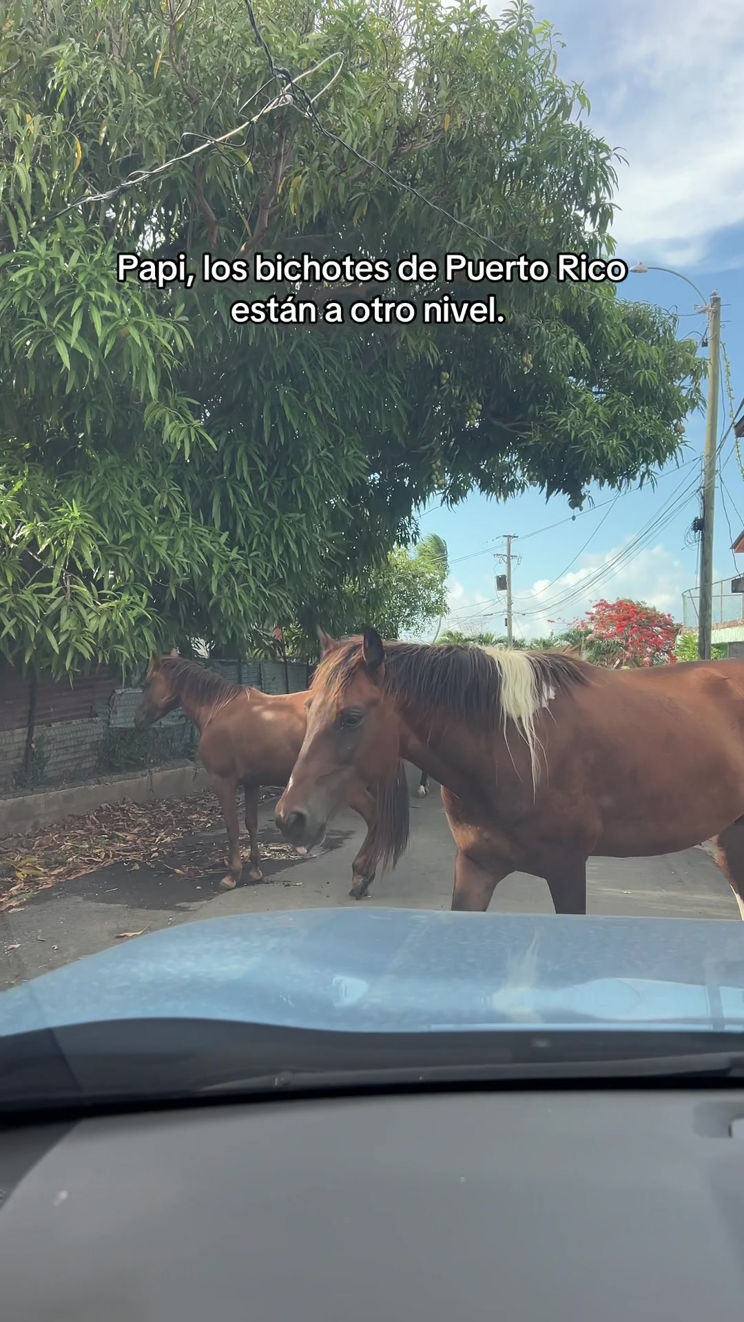 @Mr. Báez
