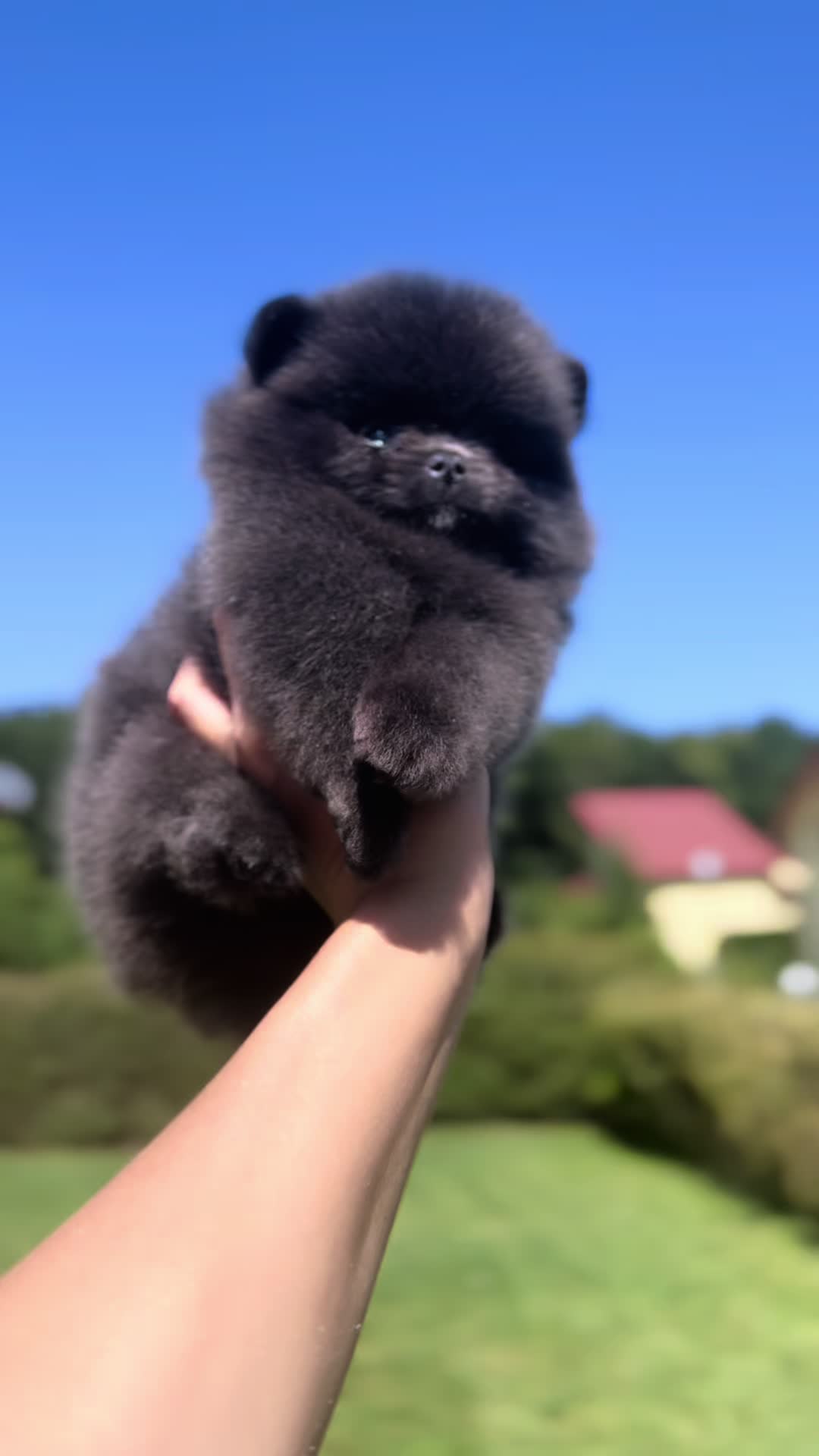@Pomeranian.Glamour