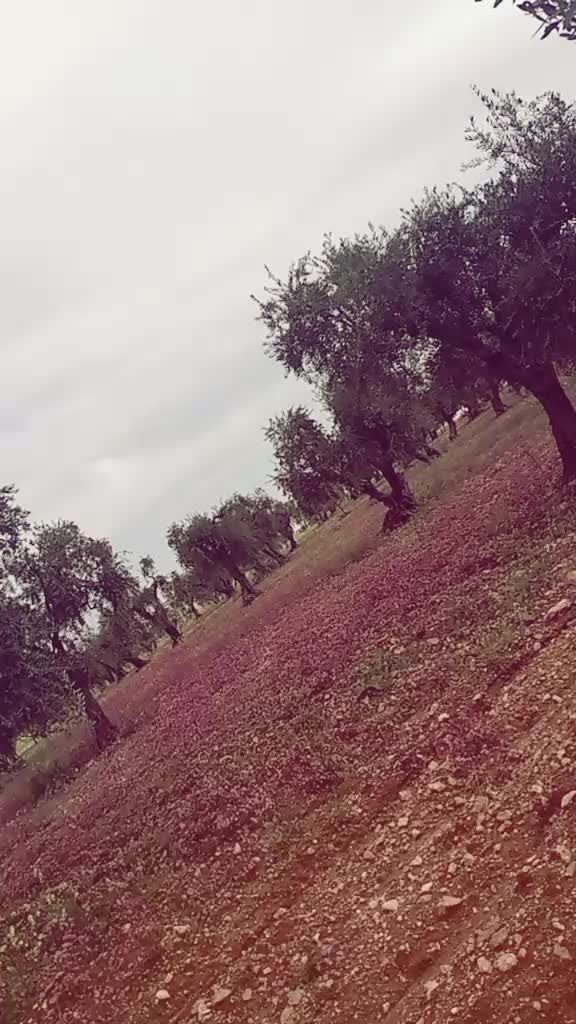 @بنت كردي