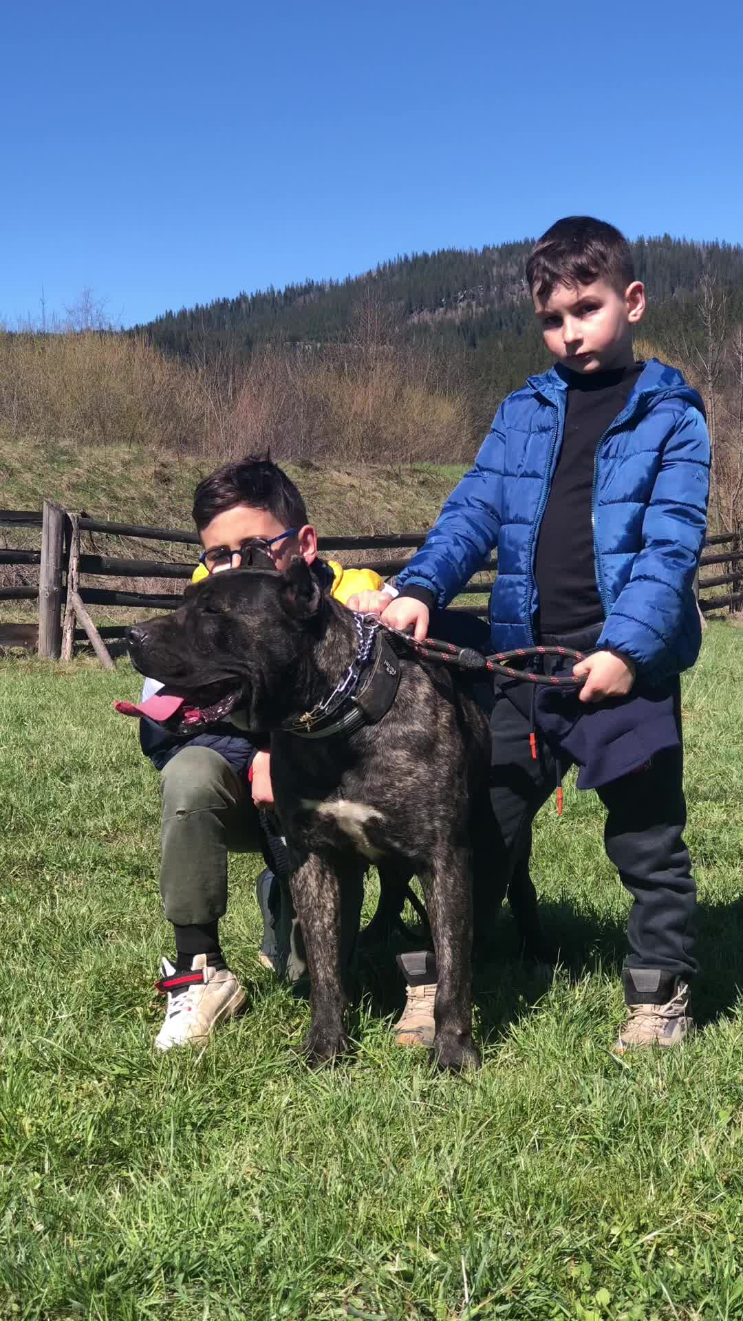 @Presa Canario Varro Bull