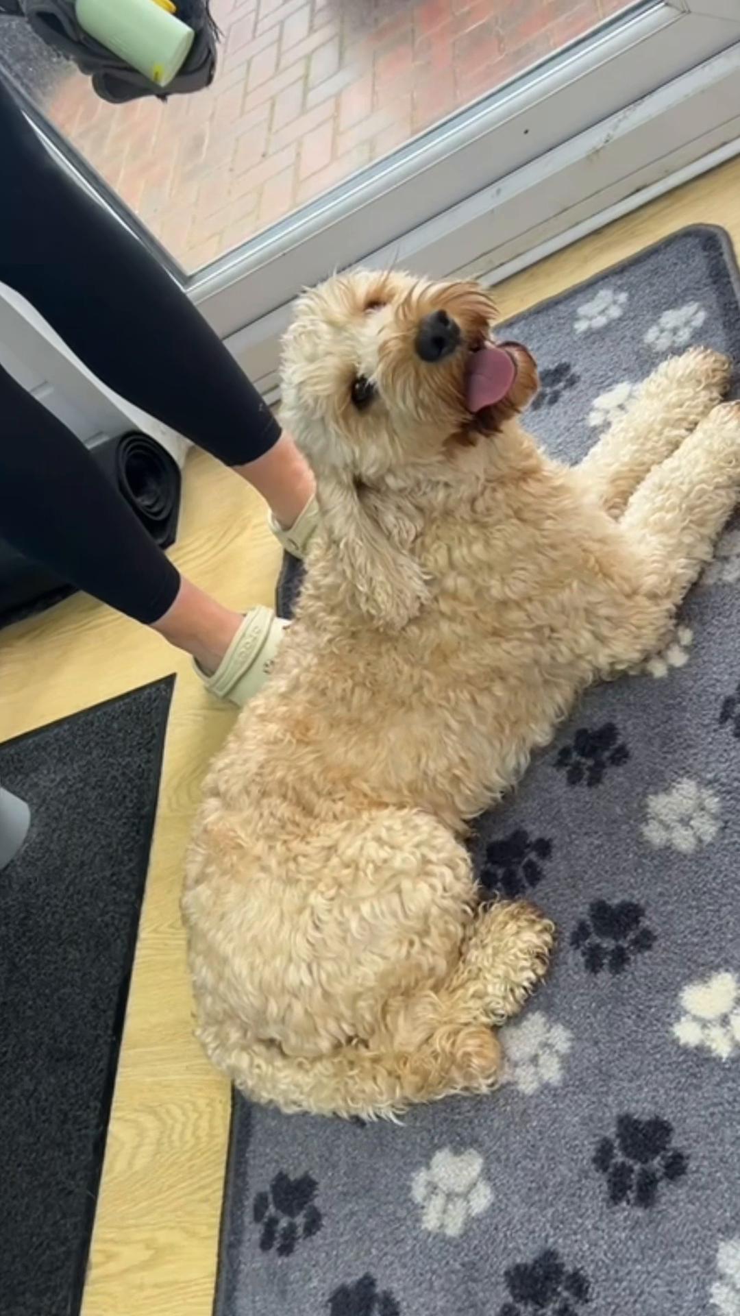 @Sion’s Dog Grooming 🐾