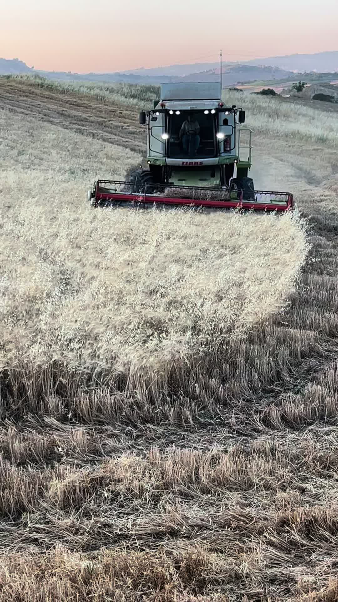 @DV.farm96