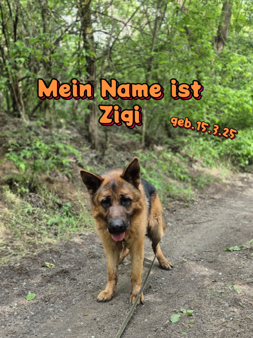 @Hundehilfe Bakony e.V.