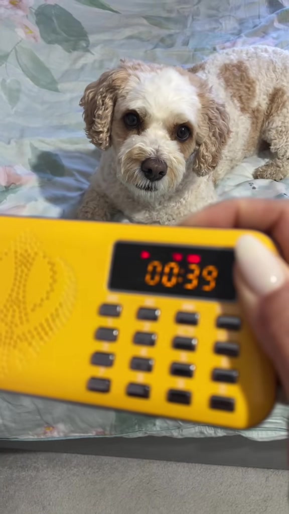 @My Cavachon