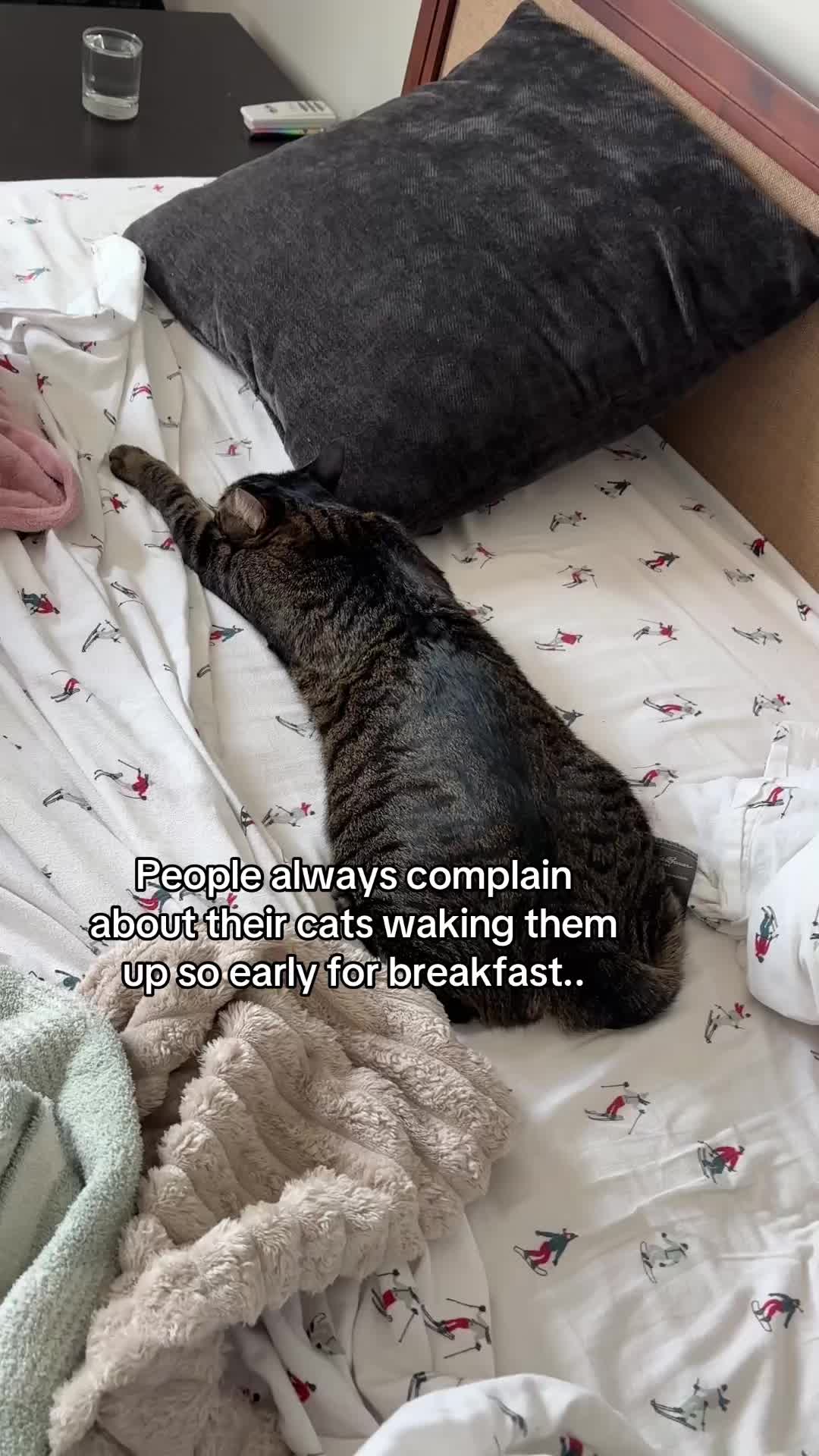 @Quinn The Calico