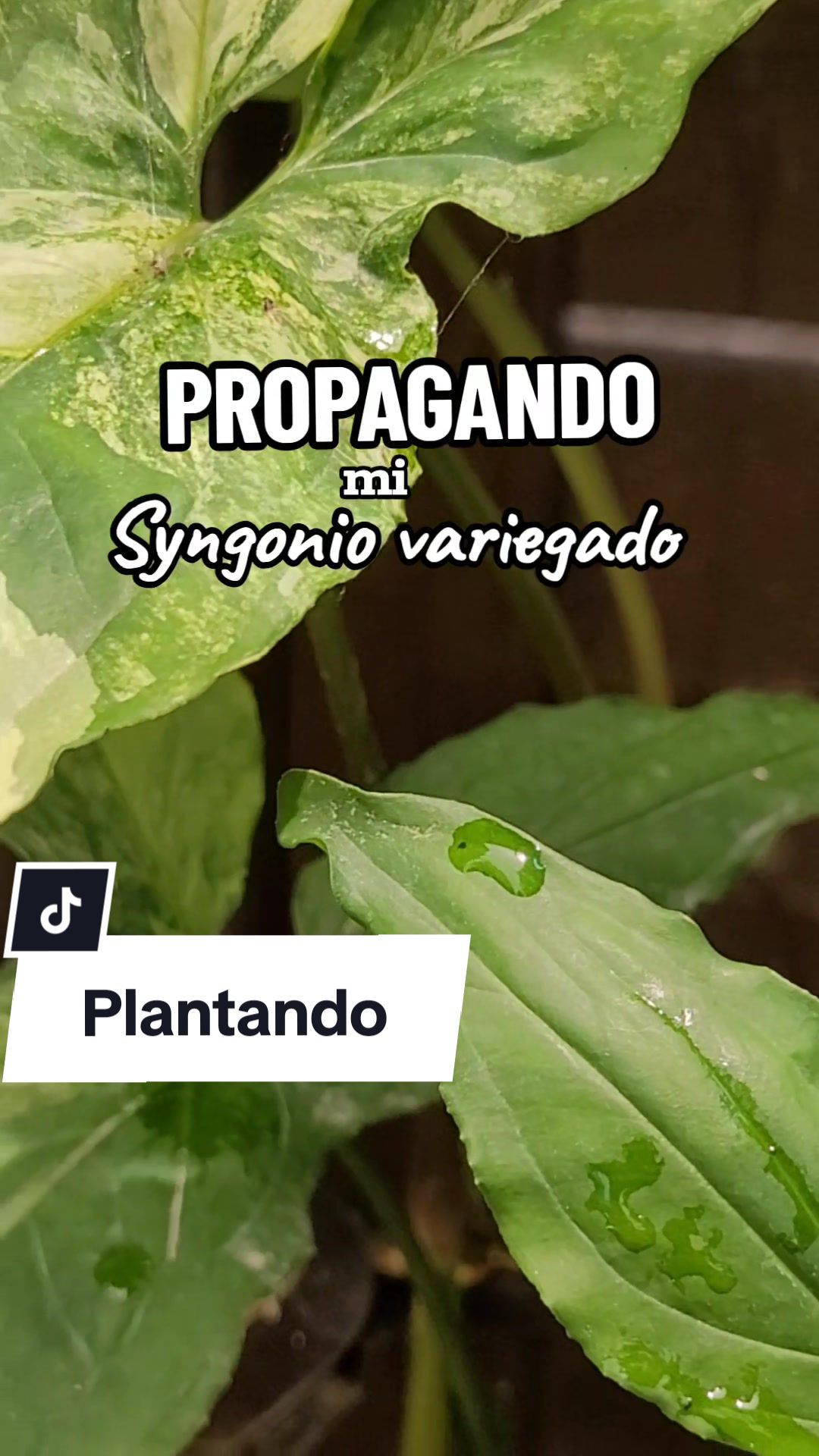 @Plantolog&iacute;a🌿