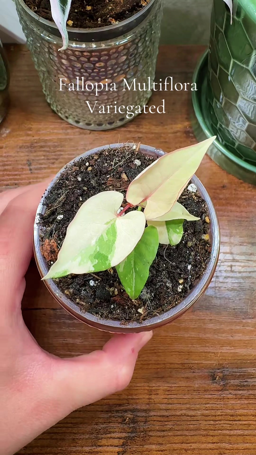 @Plant Girly Erin 🌱💚