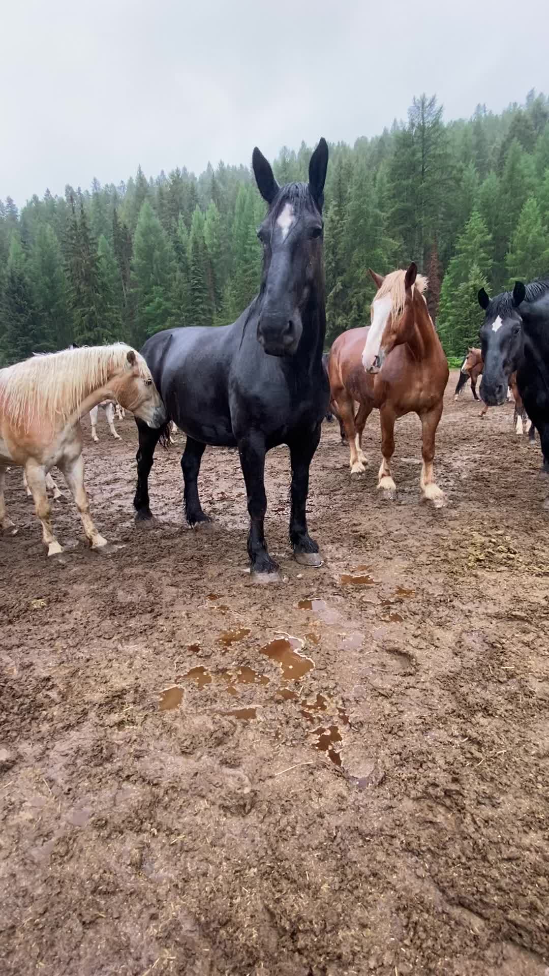 @Horses TikTok