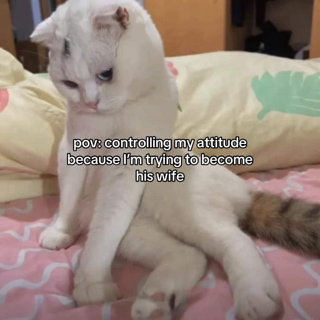 @Alice.cattok