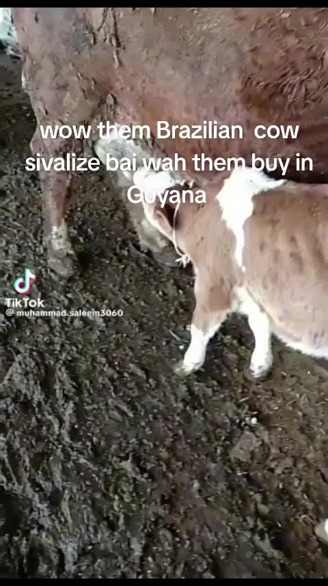 @AllyBaba