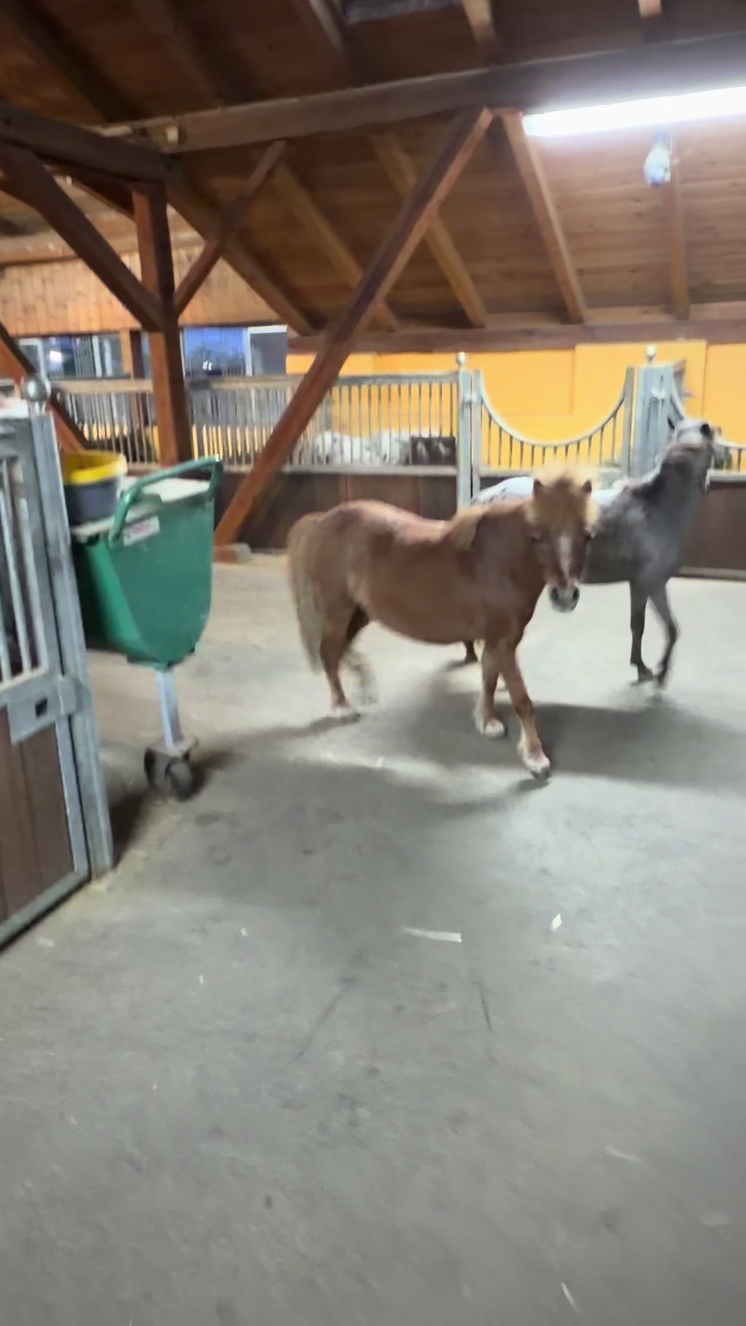 @julia_libertyhorses