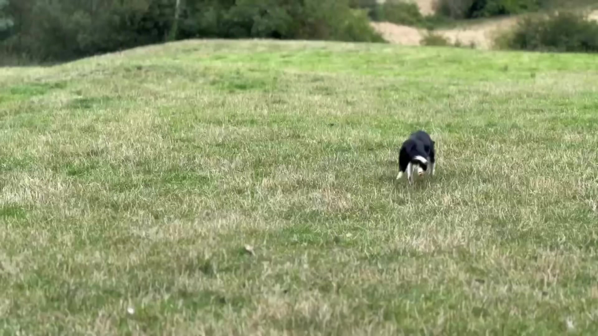 @Ravara and Murray’s sheepdogs