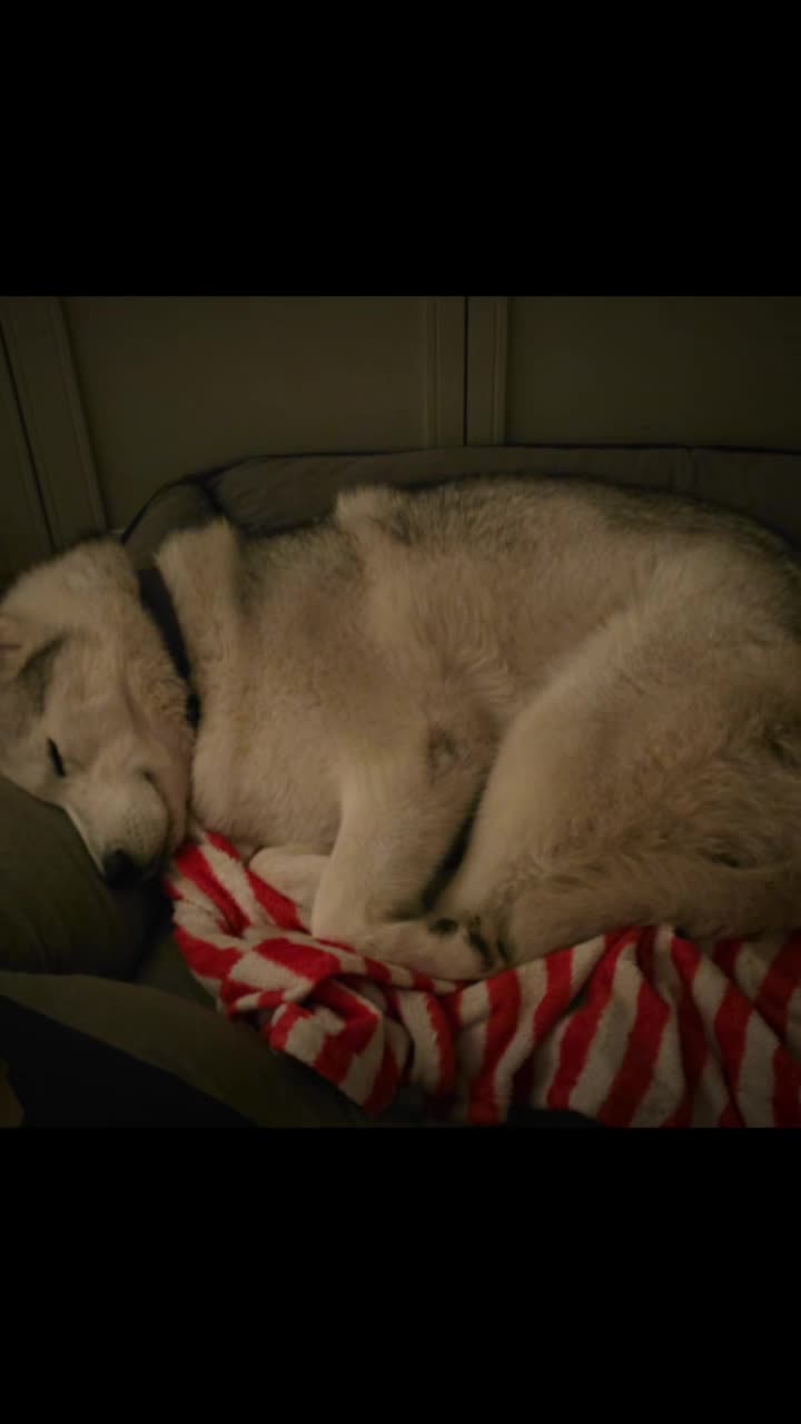 @Husky SkY&AmIgo