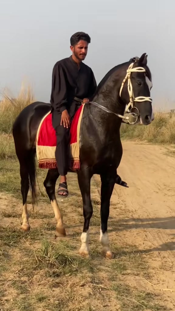 @Ch Hammad bokan &hearts;️🐎