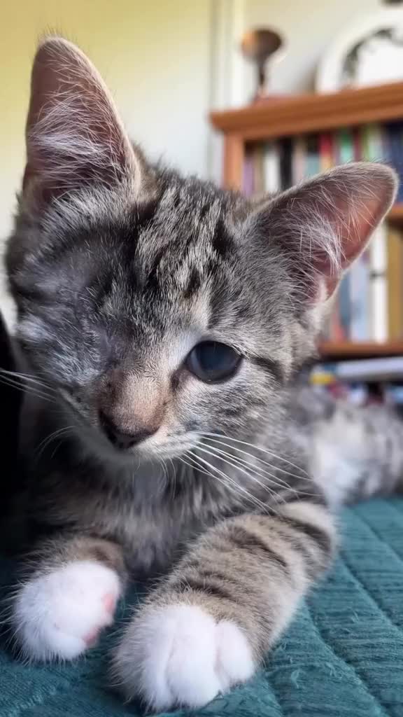 @catnipcrazee