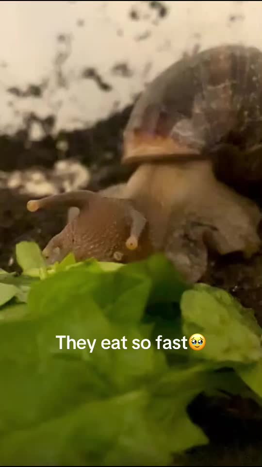 @ᛉᚲᚱᚢᛈᛏᚲᛊᛞᛣ