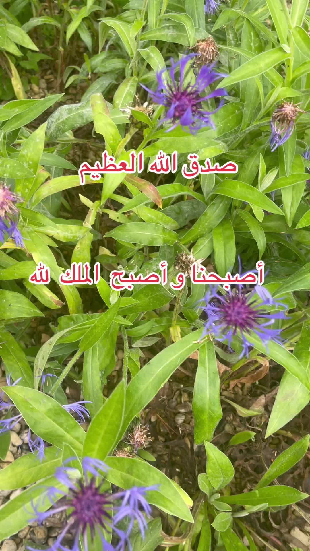 @🇲🇦 جودي  🇫🇷