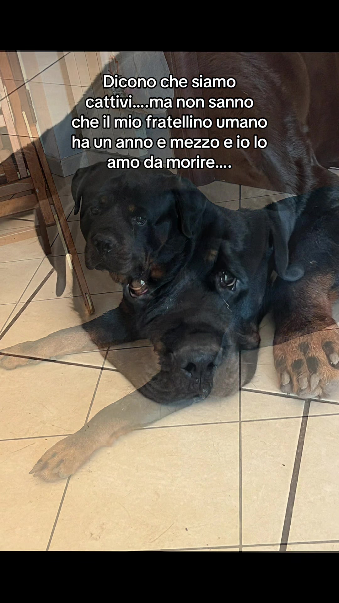 @Tanya Volontaria Animalista