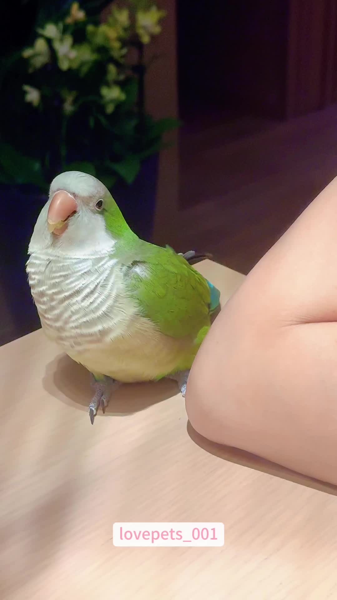 @lovepets_001