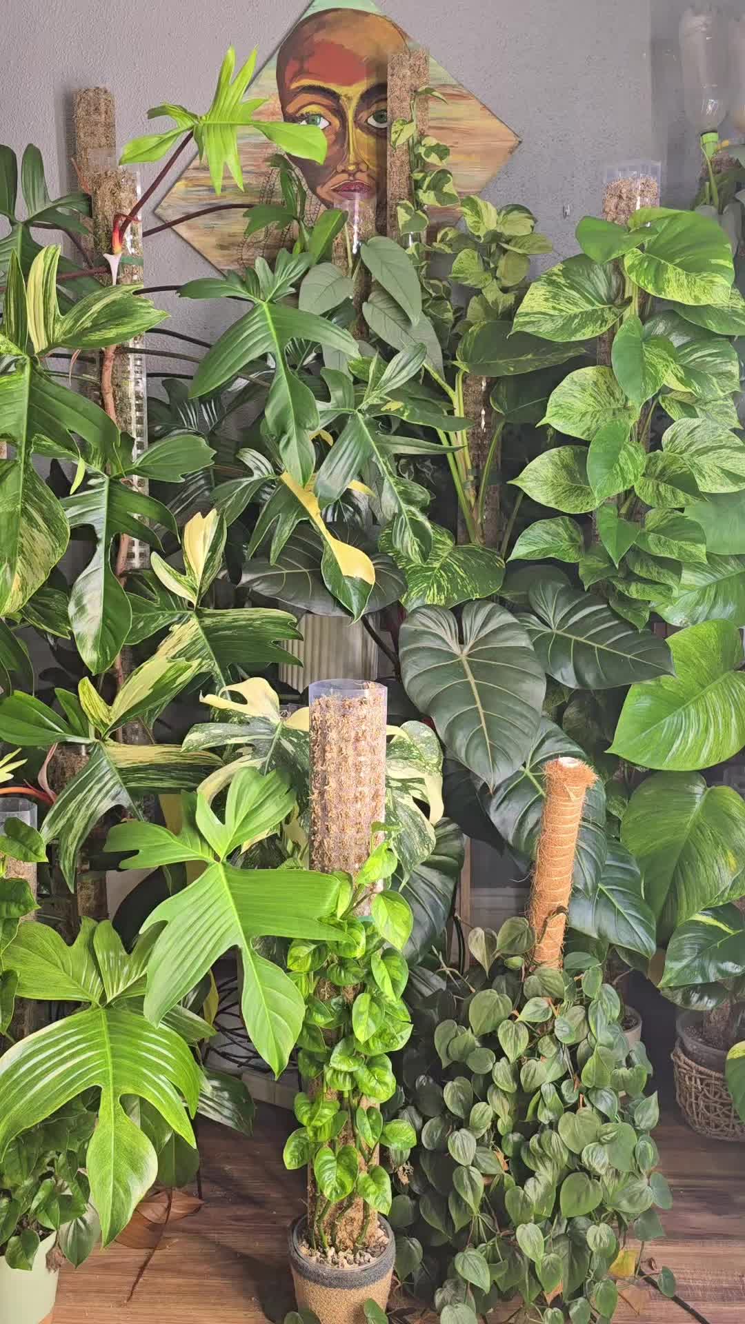 @JT - BigEGOPlants