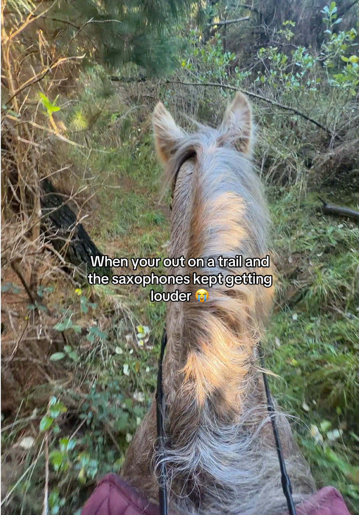 @Savanah_equestrian