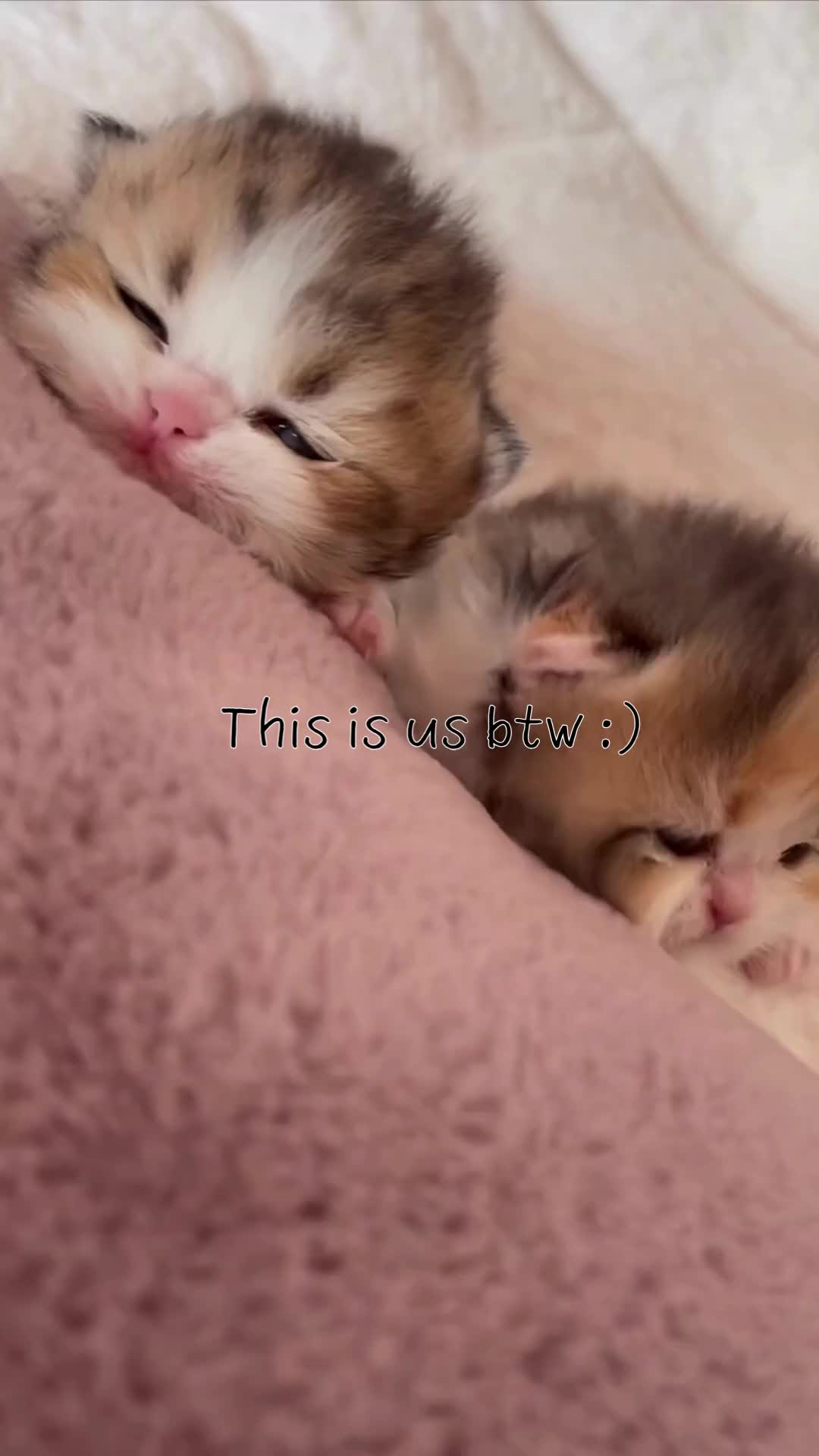 @BabaBear