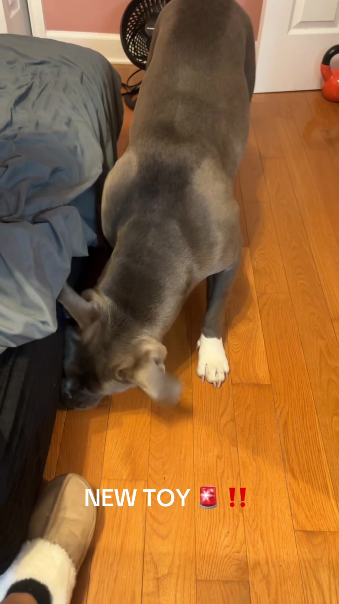 @OurPittieLittleLife🐶