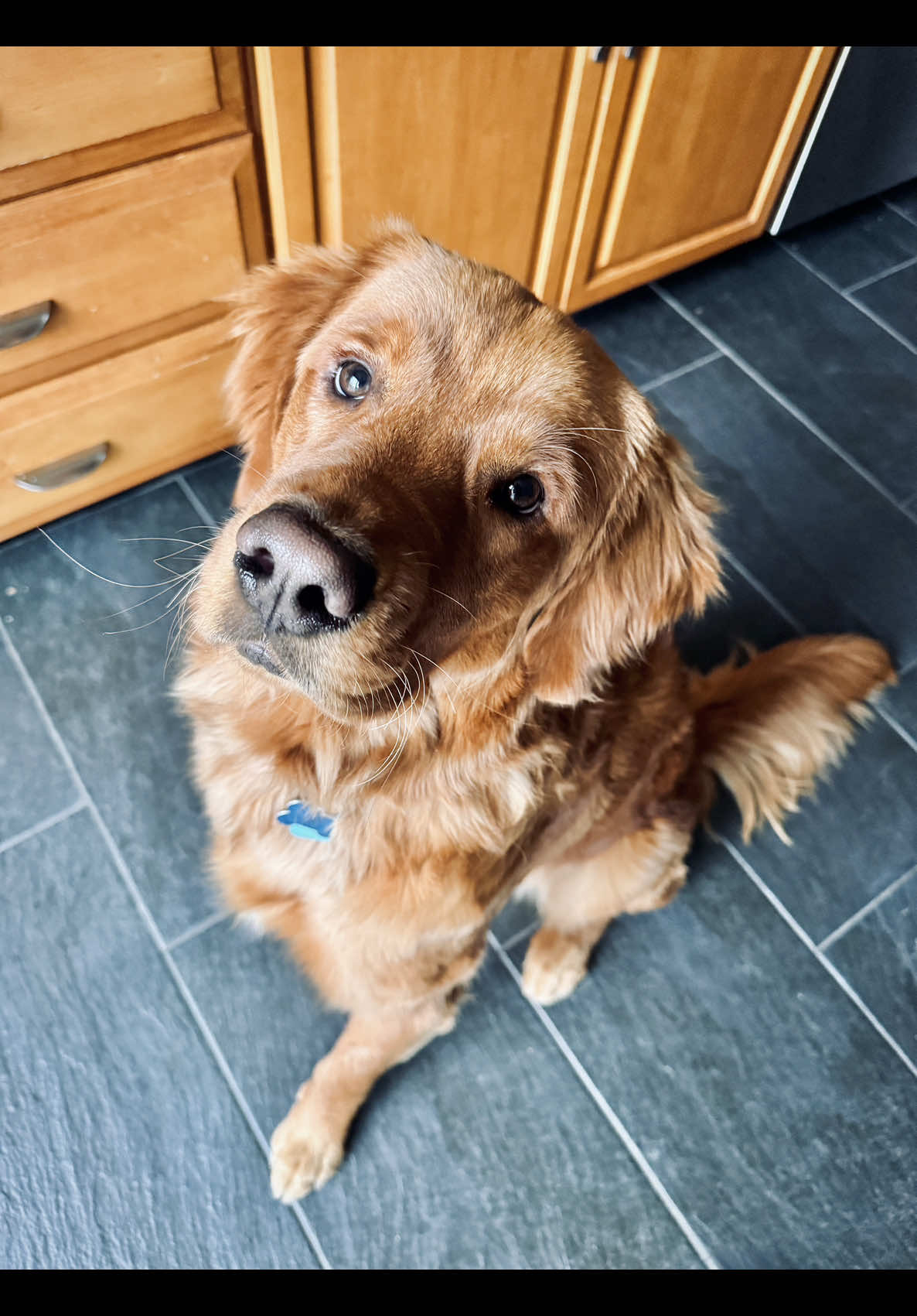 @Rooster The Red Retriever