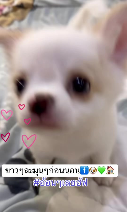 @Fb:Woww chihuahua