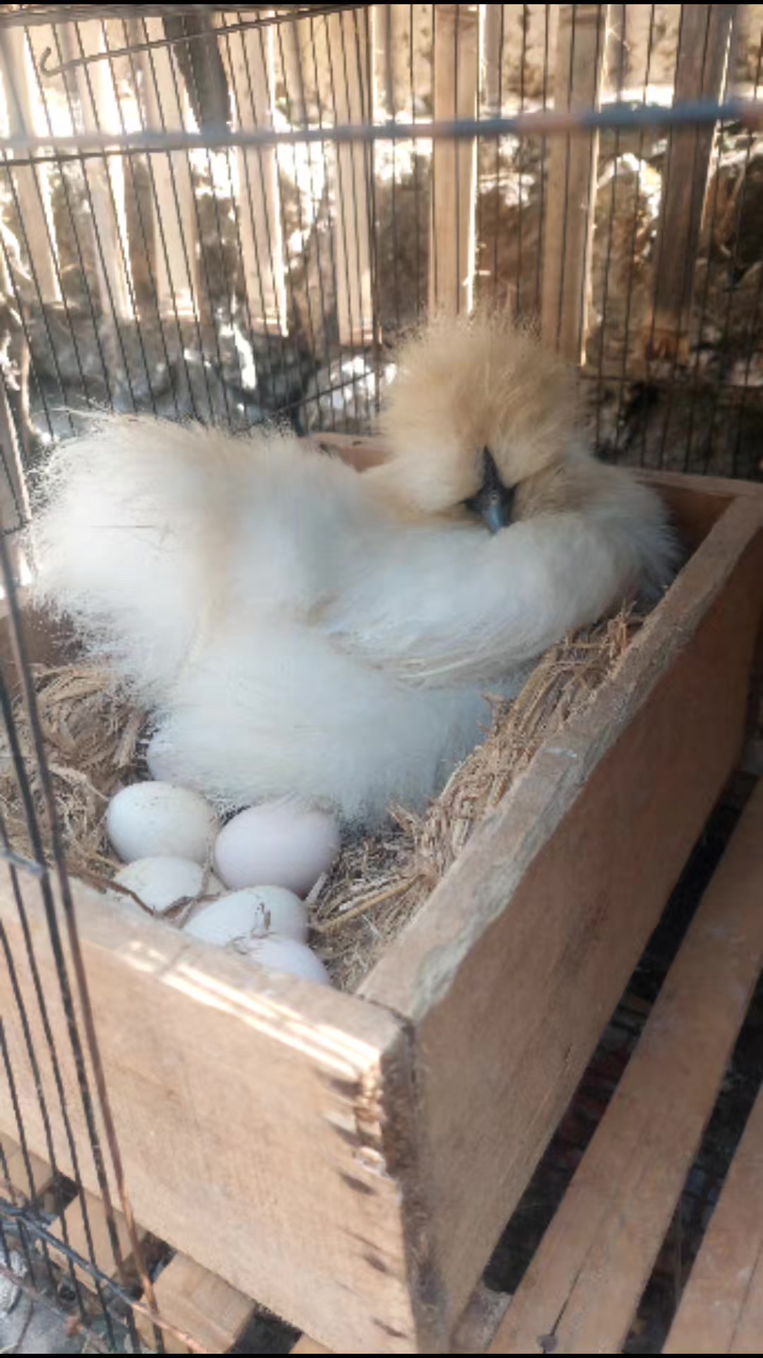 @Cileunyi Rabbit