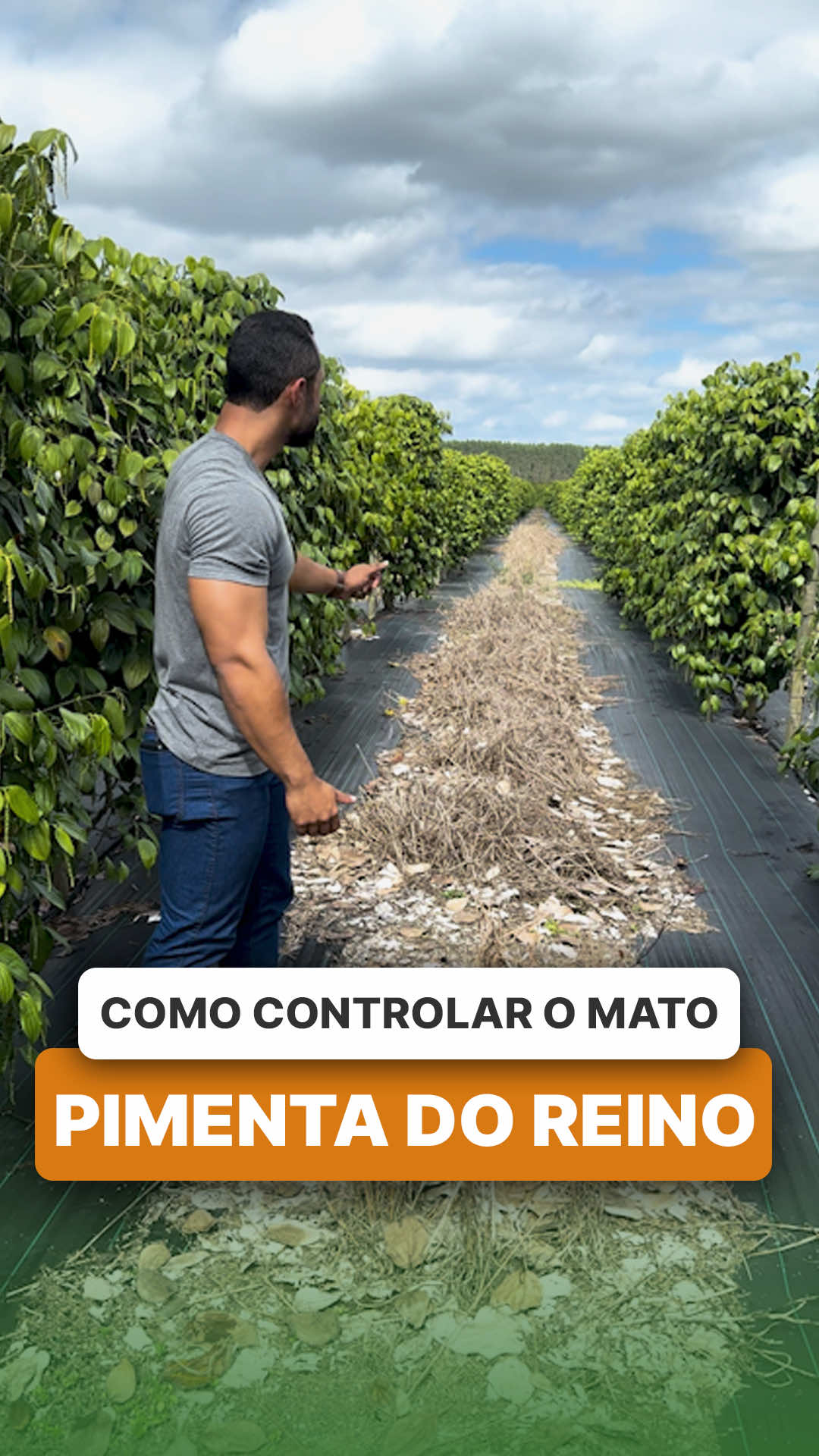 @ViveiroProMudas